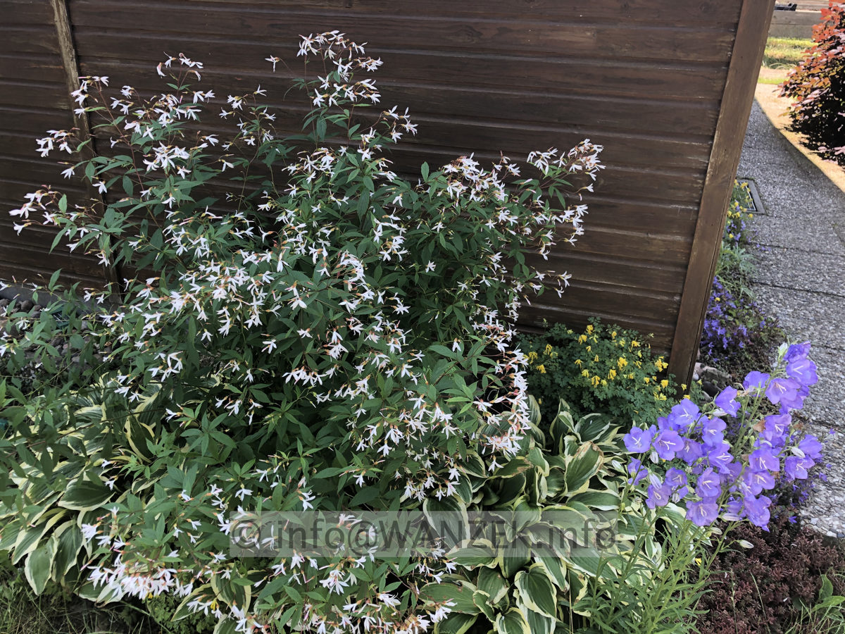 Gillenia trifoliata 02.JPG